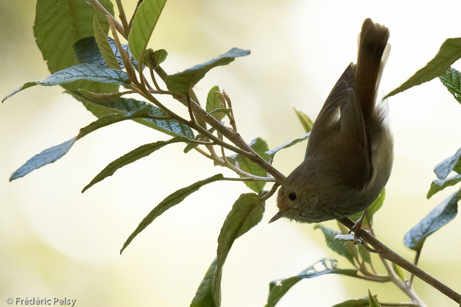 Tasmanian Thornbill