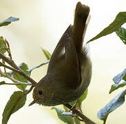 Tasmanian Thornbill