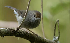 Tasmanian Thornbill