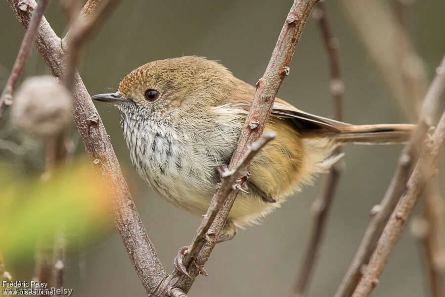 Brown Thornbill, close-up portrait