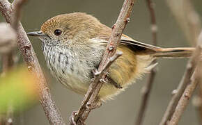 Brown Thornbill