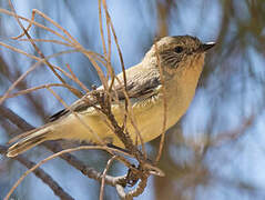 Yellow Thornbill