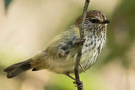 Striated Thornbill