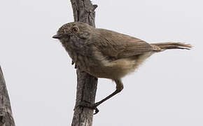 Inland Thornbill