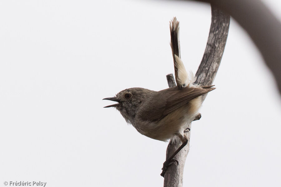 Acanthize troglodyteadulte, chant