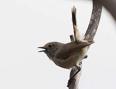 Inland Thornbill