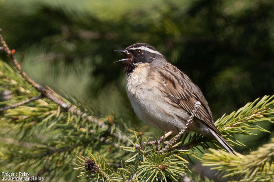 Black-throated Accentor male adult breeding, pigmentation, song