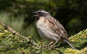 Black-throated Accentor