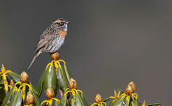 Accenteur à poitrine rousse