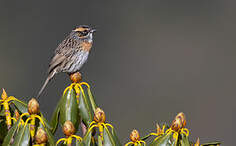 Accenteur à poitrine rousse