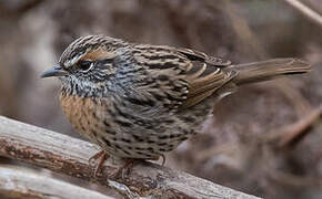 Rufous-breasted Accentor