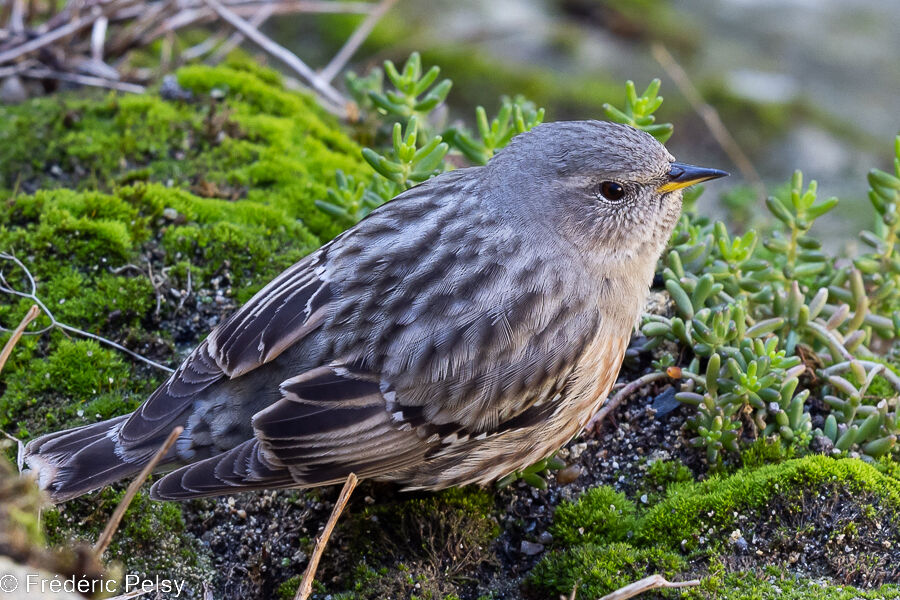 Alpine Accentor