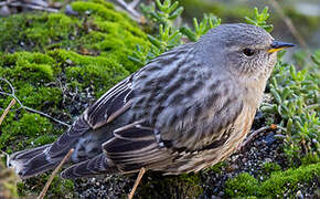 Alpine Accentor