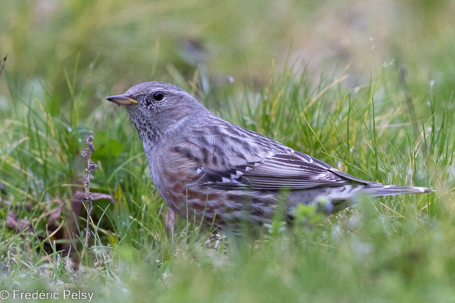 Alpine Accentor