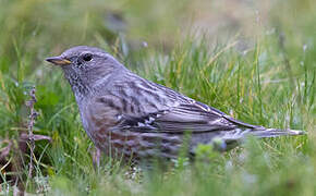 Alpine Accentor