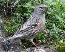 Alpine Accentor