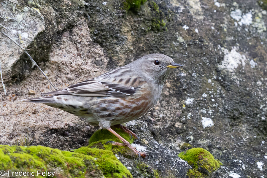 Alpine Accentor