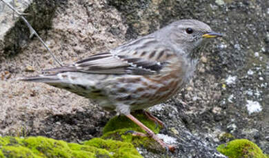 Accenteur alpin