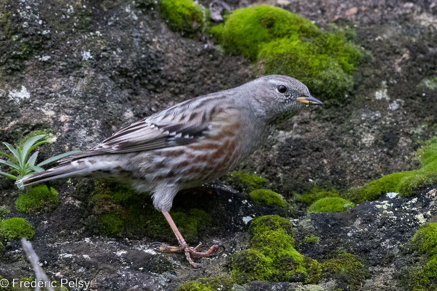 Alpine Accentor