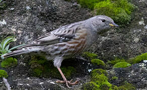 Alpine Accentor