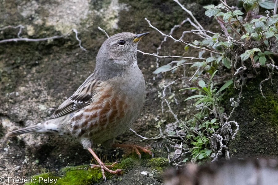 Alpine Accentor