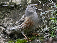 Alpine Accentor