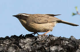 Brown Accentor