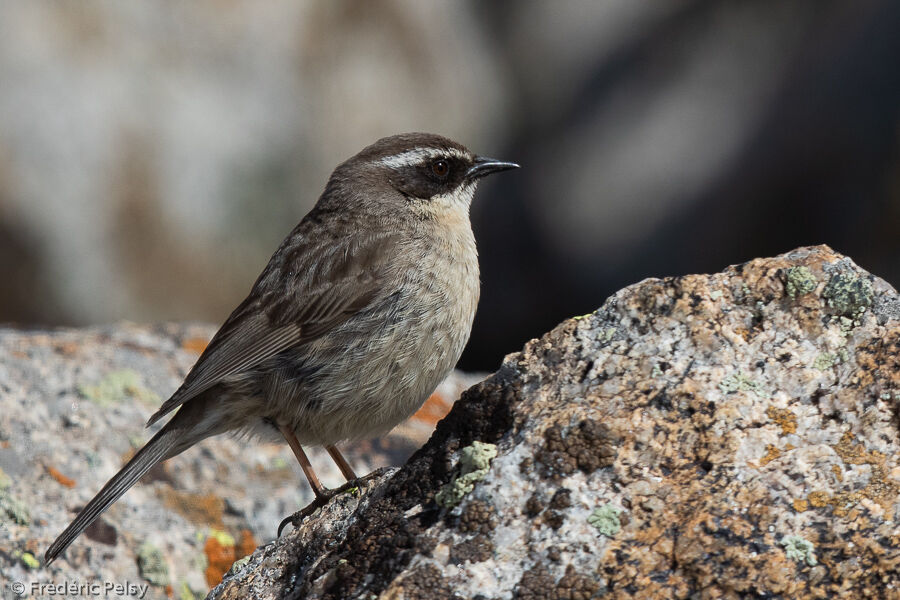 Brown Accentor