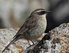 Brown Accentor