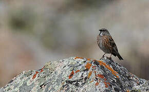 Altai Accentor