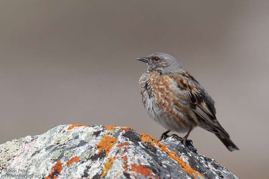 Accenteur de l'Himalayaadulte, identification