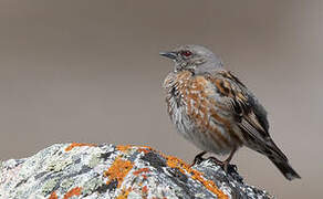 Altai Accentor