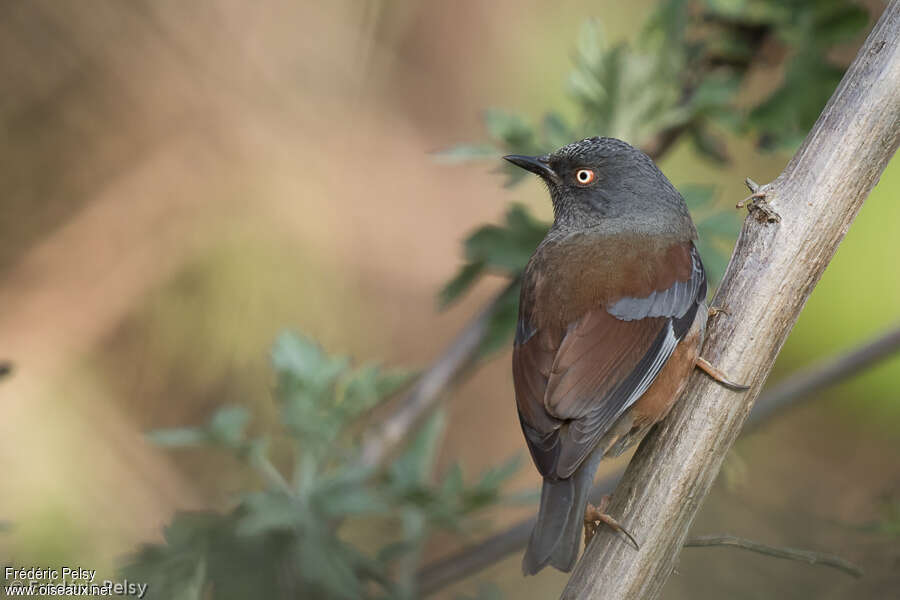 Maroon-backed Accentoradult, identification