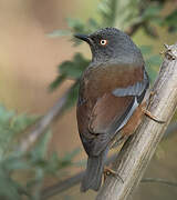 Maroon-backed Accentor