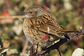 Dunnock