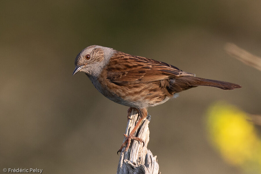 Dunnock