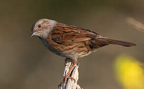 Dunnock