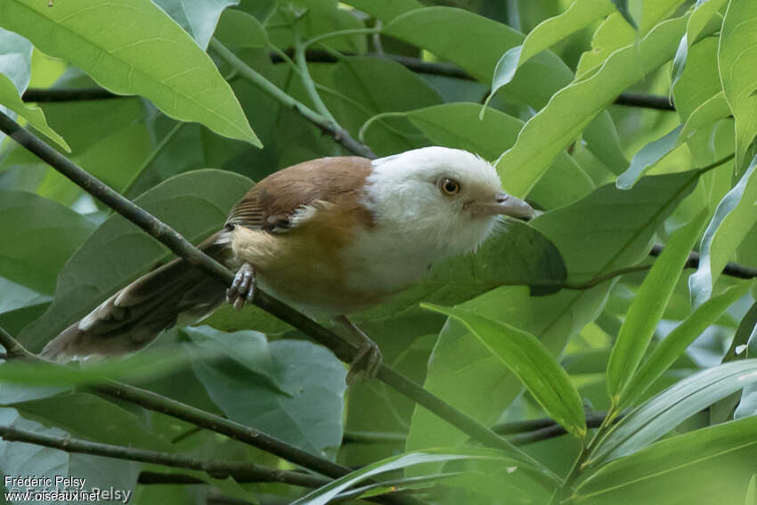 Collared Babbleradult, identification