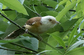 Collared Babbler