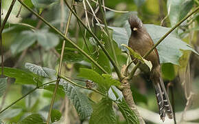 Rusty-fronted Barwing