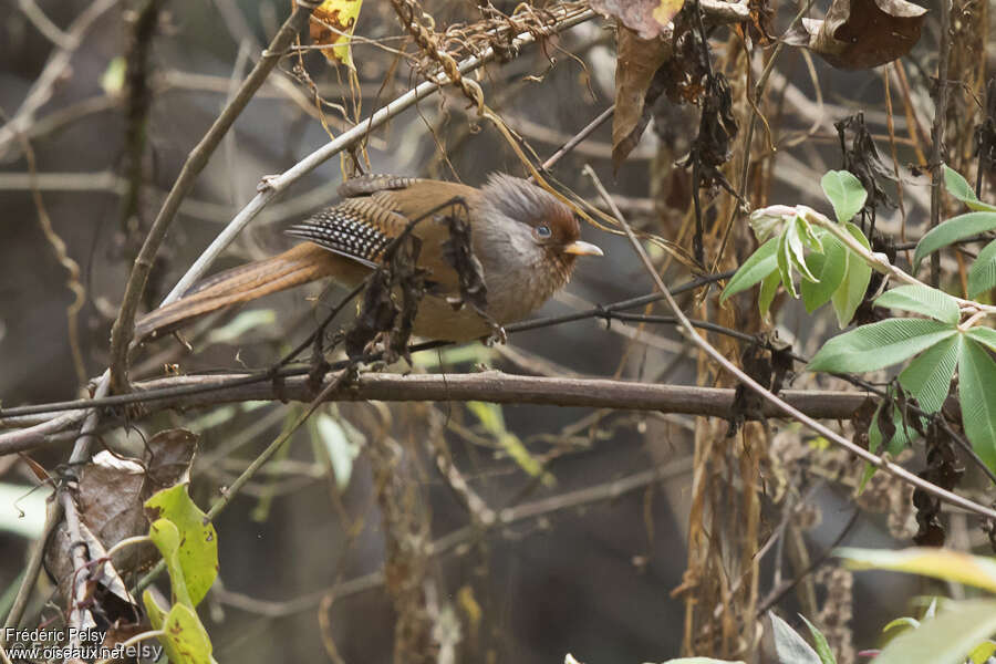 Rusty-fronted Barwingadult breeding, identification