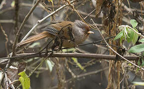 Rusty-fronted Barwing