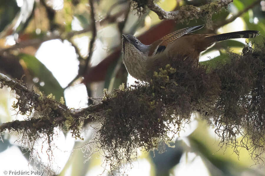 Streak-throated Barwingadult