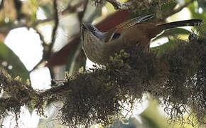 Streak-throated Barwing