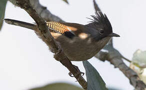 Hoary-throated Barwing