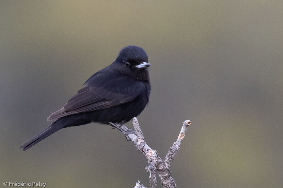 White-winged Black Tyrant male