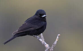 White-winged Black Tyrant