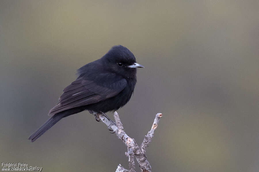 White-winged Black Tyrant male adult, identification