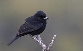 White-winged Black Tyrant