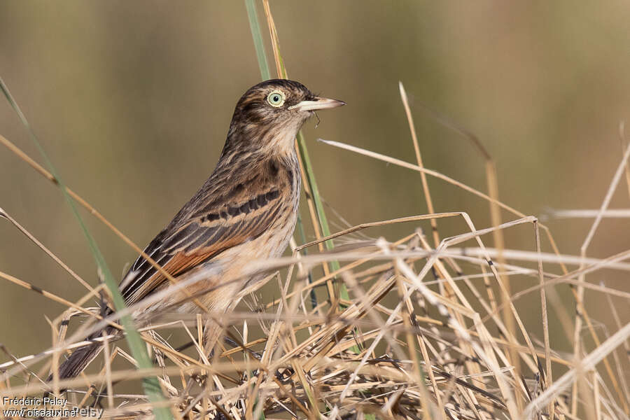 Spectacled Tyrant female adult, identification